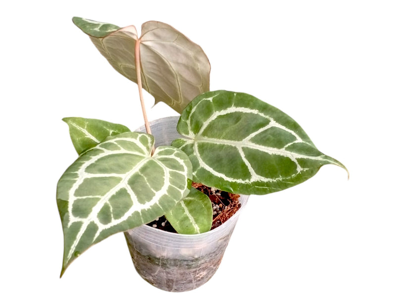 anthurium crystallinum x Anthurium crystallinum x Anthurium Ecuagenera Jewel — Ecuagenera Orquídeas del Ecuador