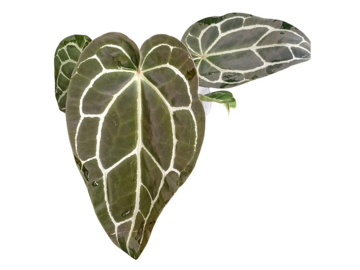 anthurium ecuagenera Anthurium crystallinum x Anthurium Ecuagenera Jewel