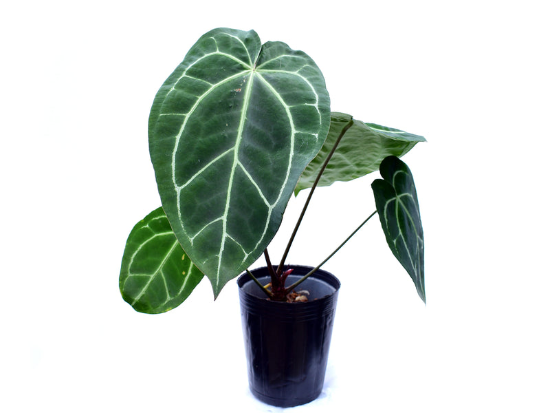 Anthurium crystallinum x Anthurium Lavinia 'Inverse crossing'