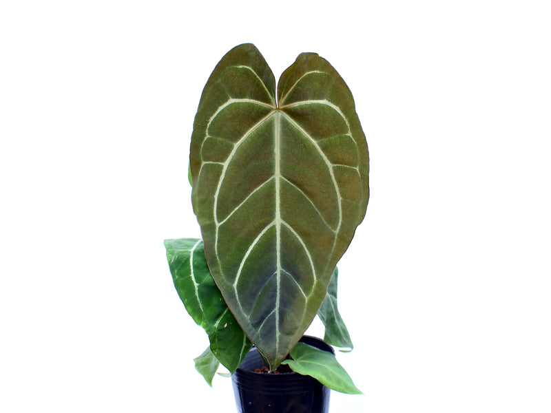 Anthurium crystallinum x Anthurium Lavinia 'Inverse crossing'