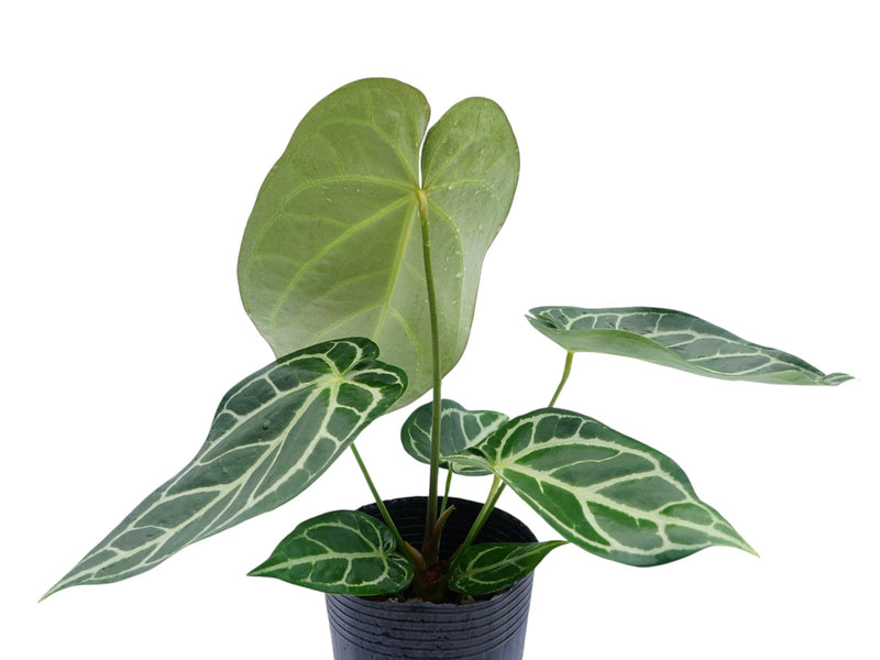 anthurium crystallinum silver blush Anthurium Crystal Silver Blush — Ecuagenera Orquídeas del Ecuador