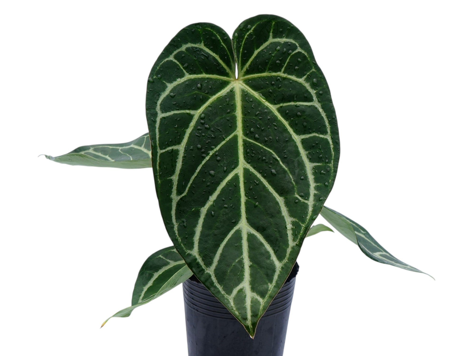 anthurium crystallinum silver Anthurium Crystal Silver Blush — Ecuagenera Orquídeas del Ecuador