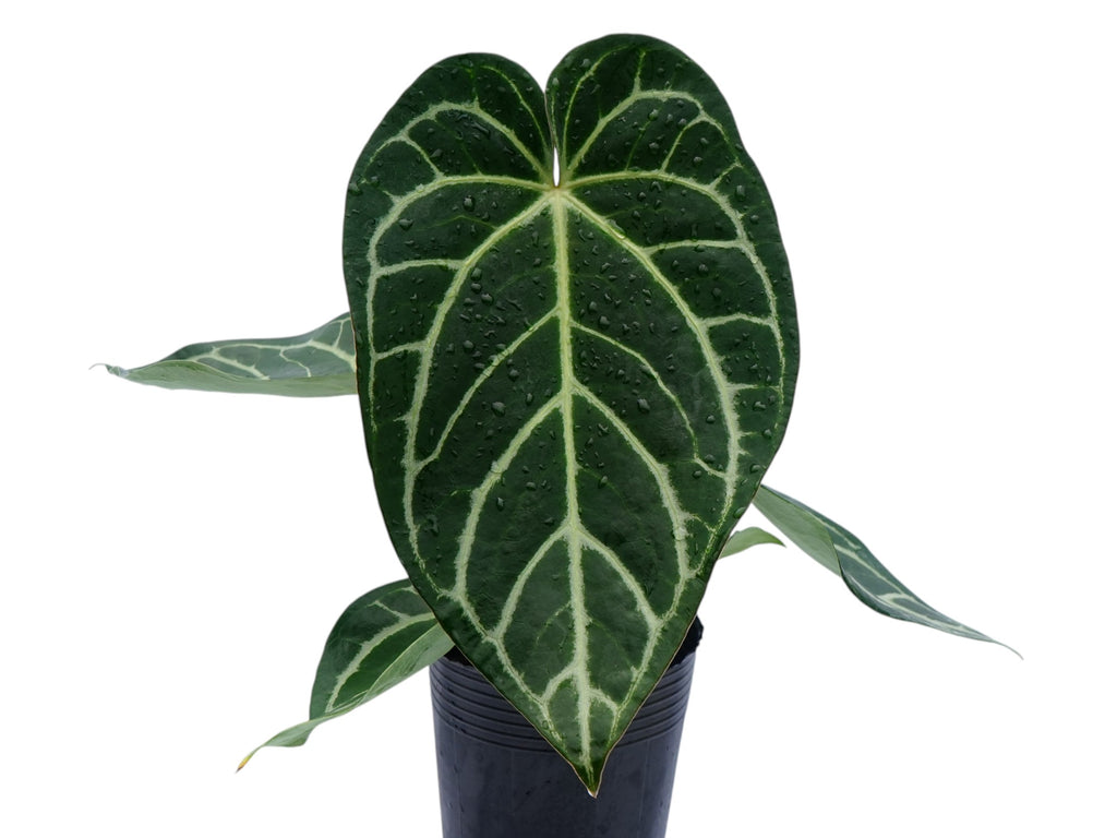 Anthurium Crystal Silver Blush — Ecuagenera Orquídeas del Ecuador