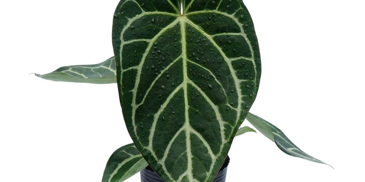 Anthurium Crystal Silver Blush — Ecuagenera Orquídeas del Ecuador