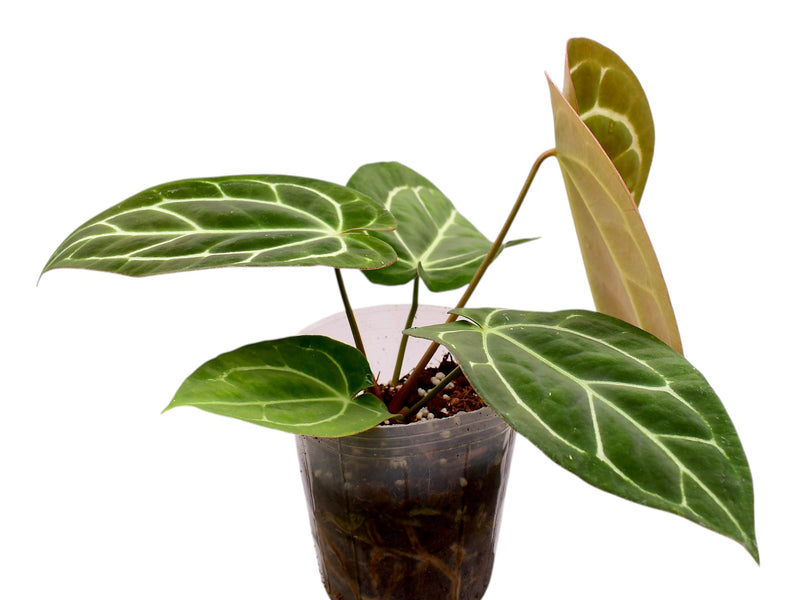 Anthurium crystallinum x Anthurium carlablackiae