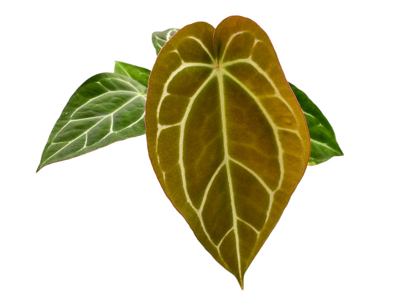 Anthurium crystallinum x Anthurium carlablackiae