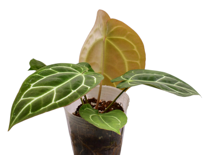 Anthurium crystallinum x Anthurium carlablackiae