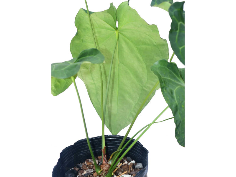 Anthurium crystallinum x Anthurium giganteum verde