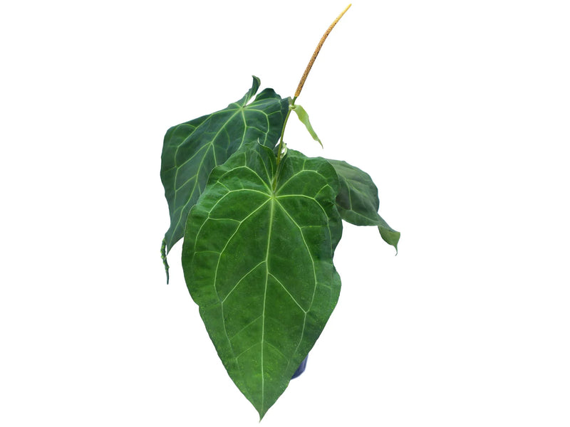 Anthurium crystallinum x Anthurium giganteum verde