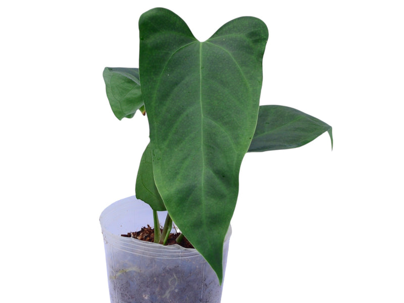 Anthurium crystallinum x Anthurium moronense inverse crossing