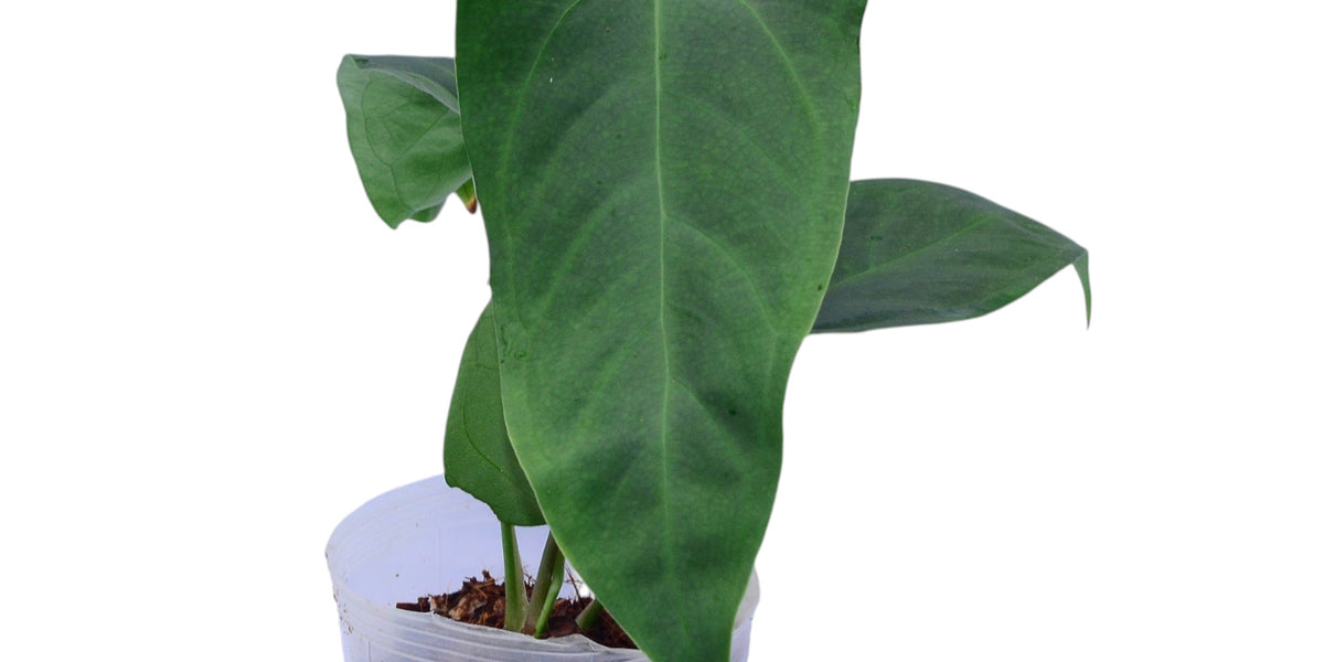 Anthurium Crazy Crystal — Ecuagenera Orquídeas del Ecuador