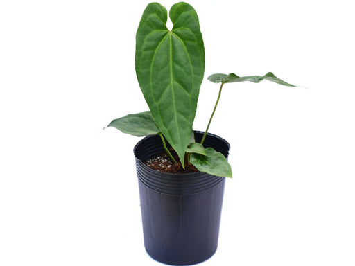 anthurium ecuagenera Anthurium Crystal's Black Leaves