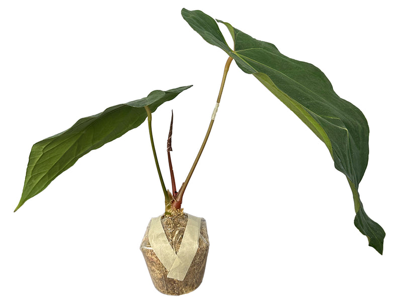 Anthurium crystallinum x Anthurium nigrolaminum 'Ecuagenera'