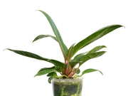anthurium cubense Anthurium cubense — Ecuagenera Orquídeas del Ecuador
