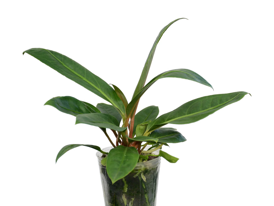 Anthurium cubense