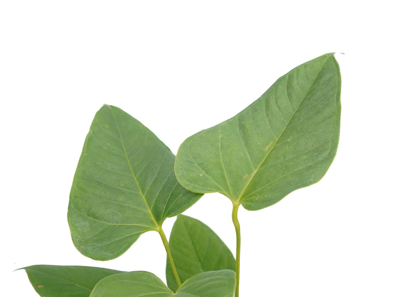 Anthurium cupulispathum 'Inverse Pyramid'