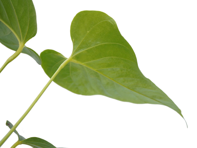 Athrium Math Pyramid Anthurium cupulispathum 'Inverse Pyramid' — Ecuagenera Orquídeas del ...