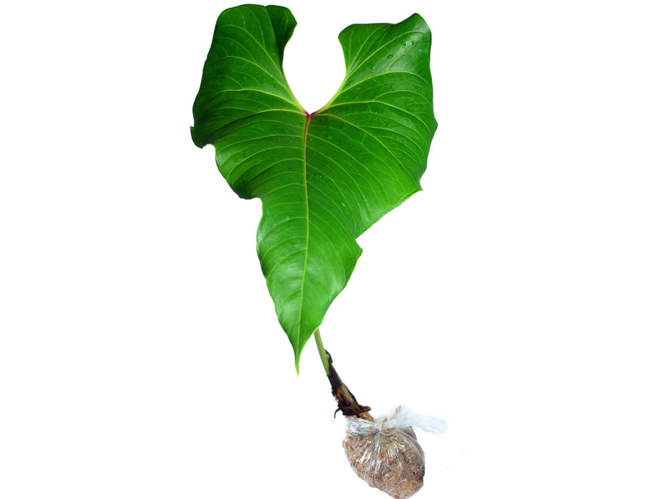 Anthurium cupulispathum