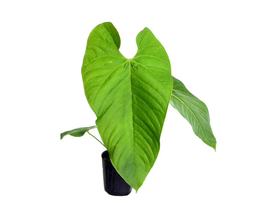 Anthurium cupulispathum green