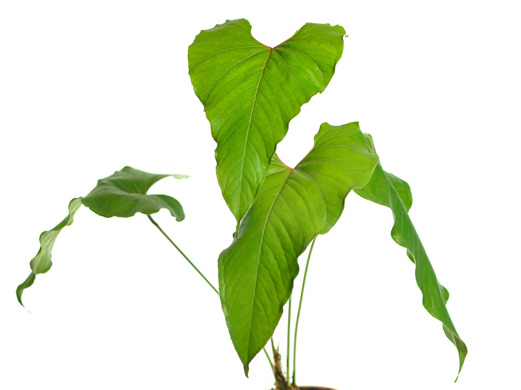 anthurium cupulispathum Anthurium cupulispathum
