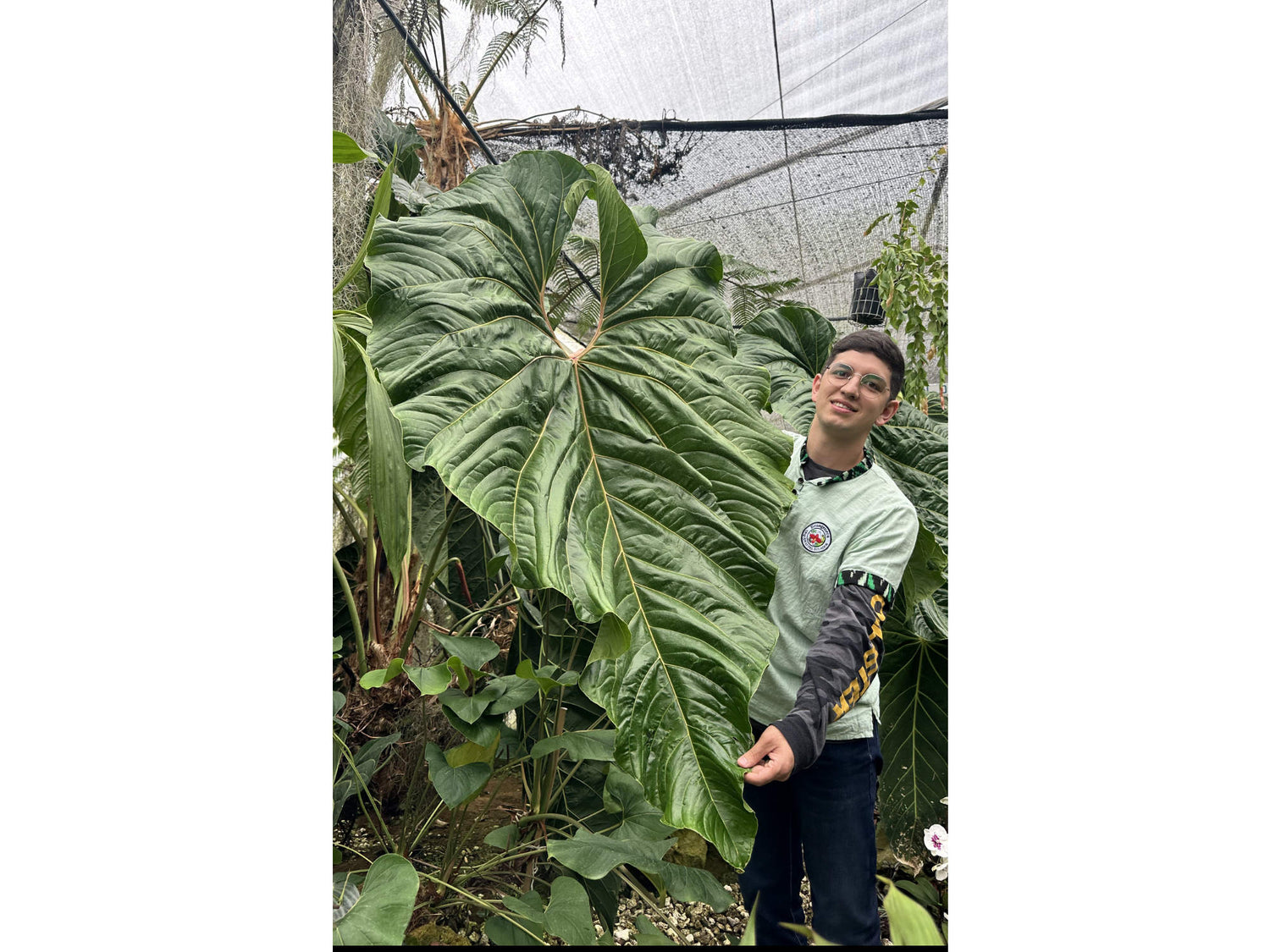 anthurium cupulispathum Anthurium cupulispathum