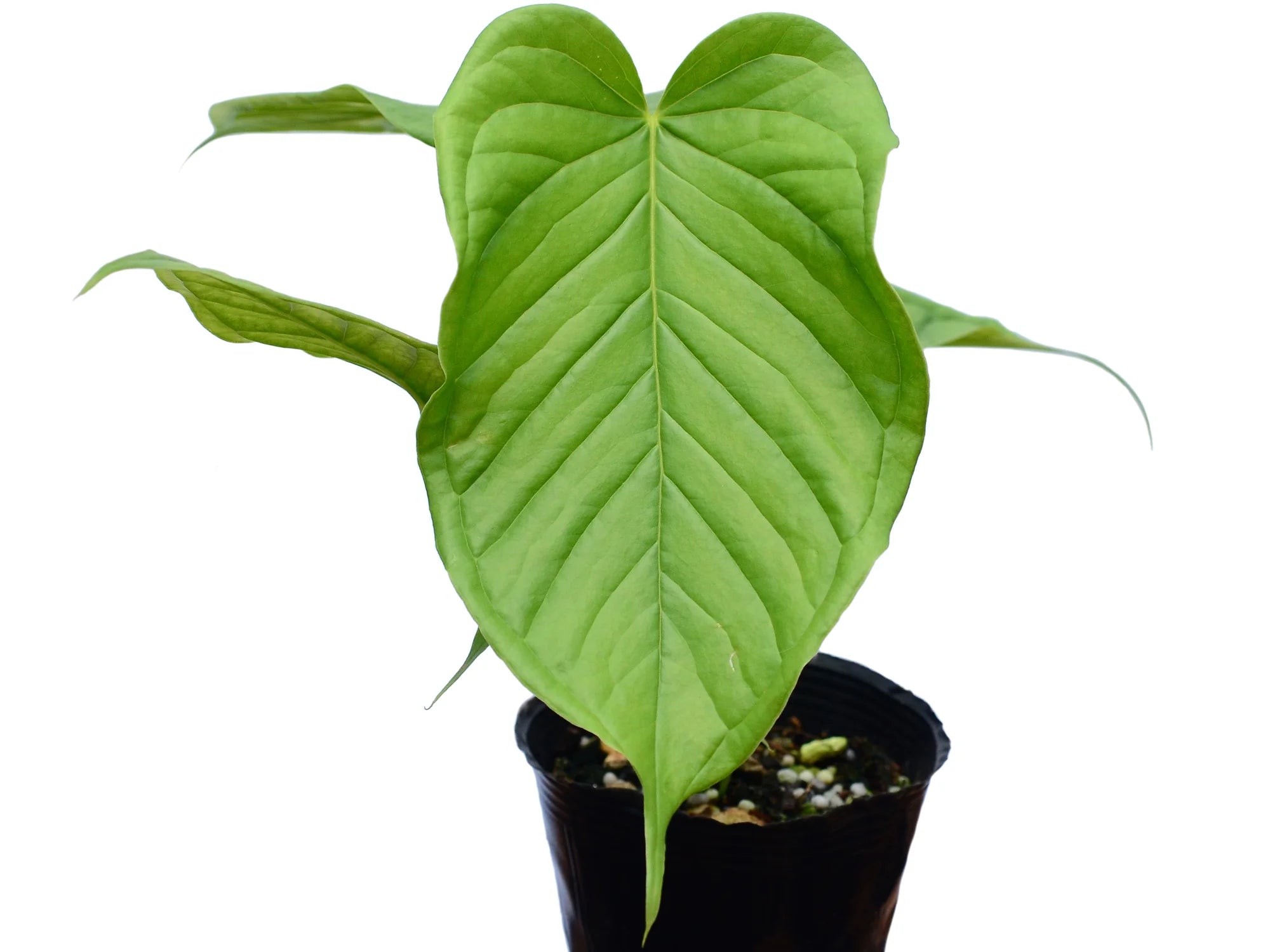 anthurium cuspidatum Anthurium cuspidatum