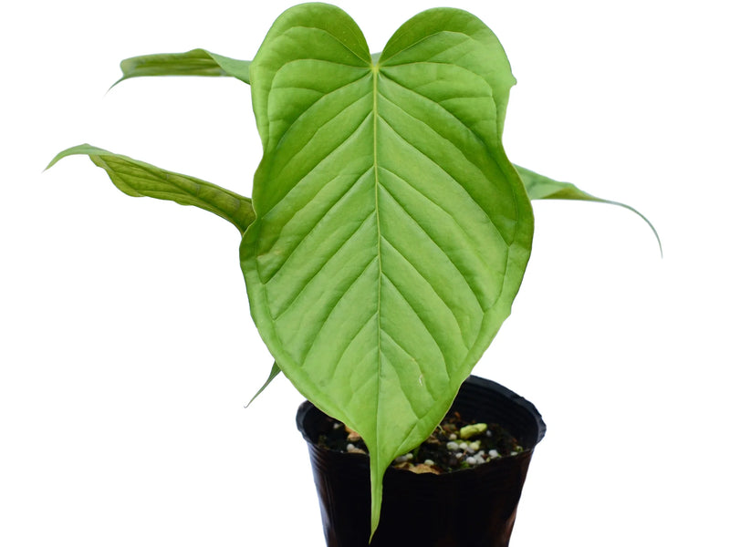 Anthurium cuspidatum