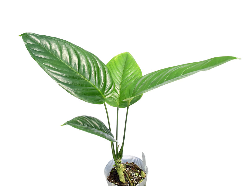 anthurium cuspidatum amazonas Anthurium cuspidatum Ecuagenera