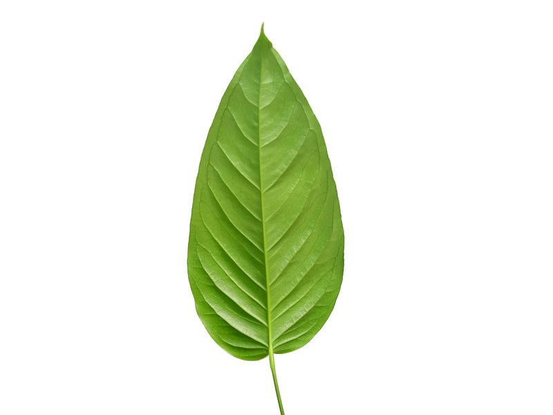 anthurium cuspidatum amazonas Anthurium cuspidatum Ecuagenera