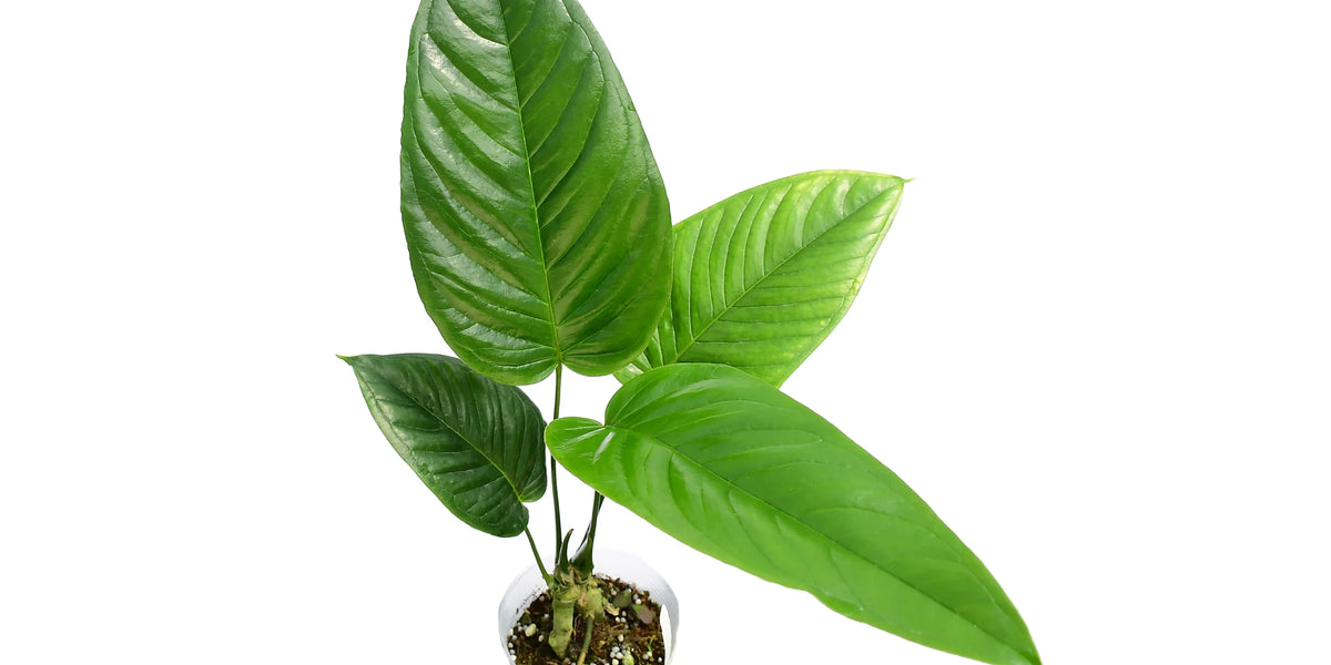 anthurium cuspidatum amazonas Anthurium cuspidatum Ecuagenera