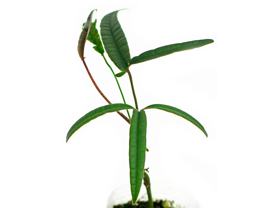 Anthurium cutucuense