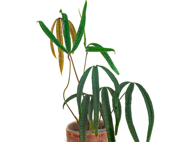 cut anthurium care Anthurium cutucuense — Ecuagenera Orquídeas del Ecuador