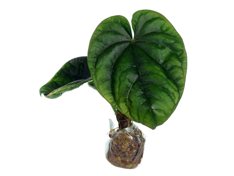 anthurium debilis Anthurium debile — Ecuagenera Orquídeas del Ecuador