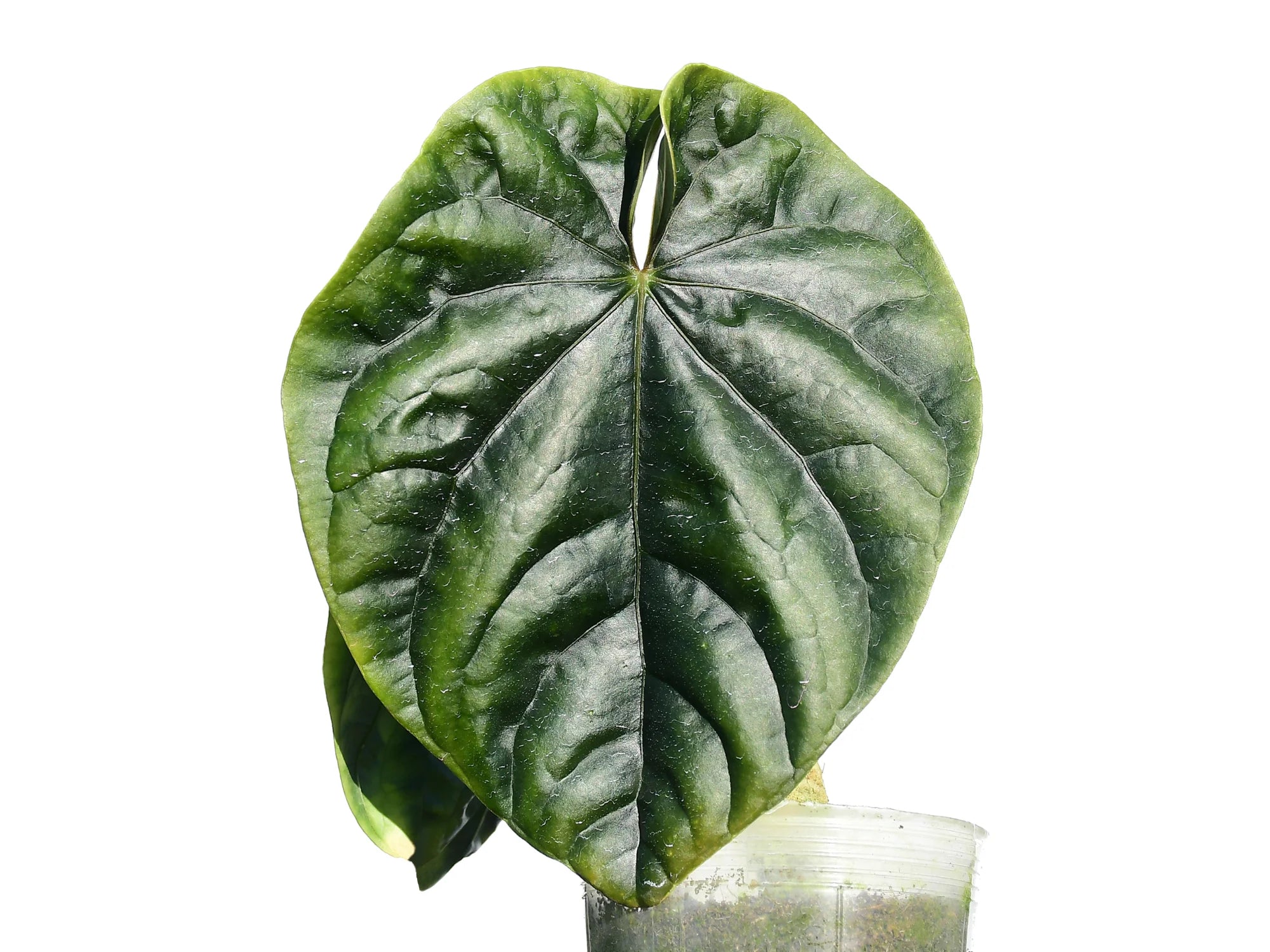 anthurium debile Anthurium debile