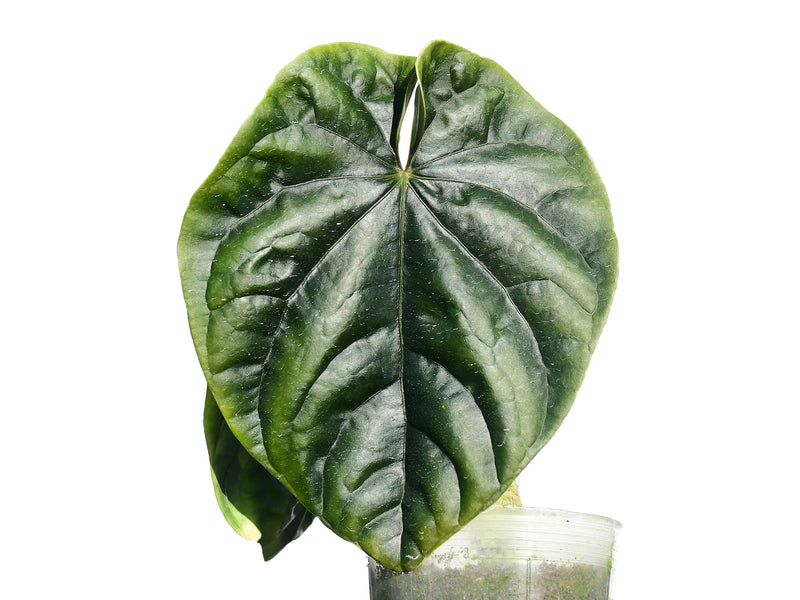Anthurium debile