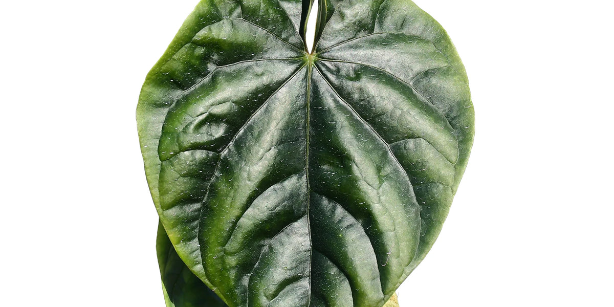 anthurium debile Anthurium debile — Ecuagenera Orquídeas del Ecuador