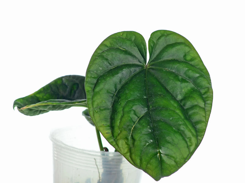 Anthurium debile
