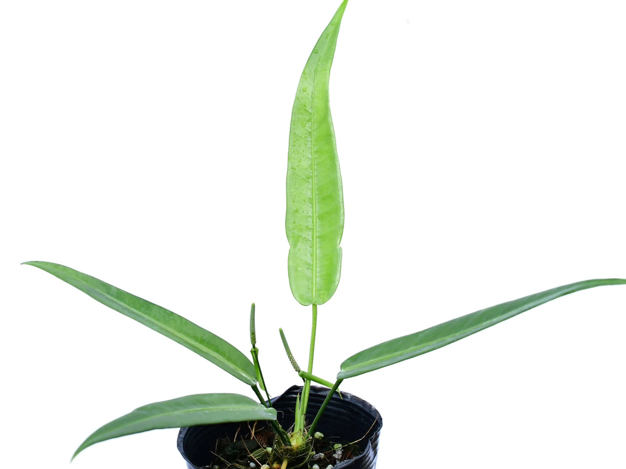 bogenhanf mikado pflege Sansevieria 