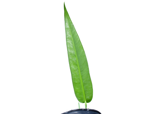 anthurium debilipeltatum Anthurium debilipeltatum