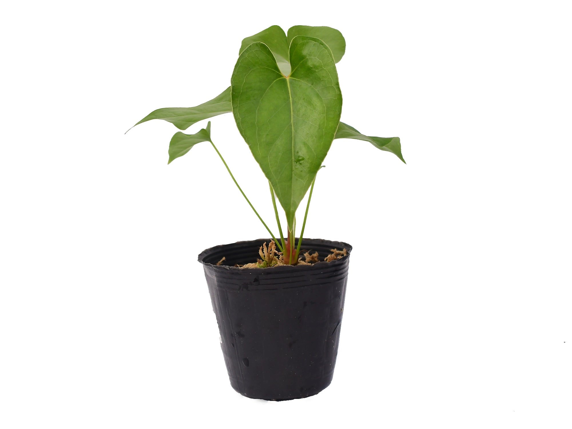 anthurium chiapense Anthurium decipiens (seedling)