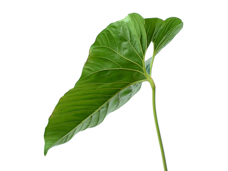 anthurium salgarense vs decipiens Anthurium decipiens