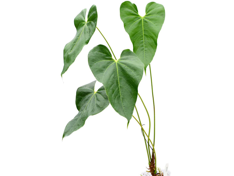 Anthurium decipiens cf
