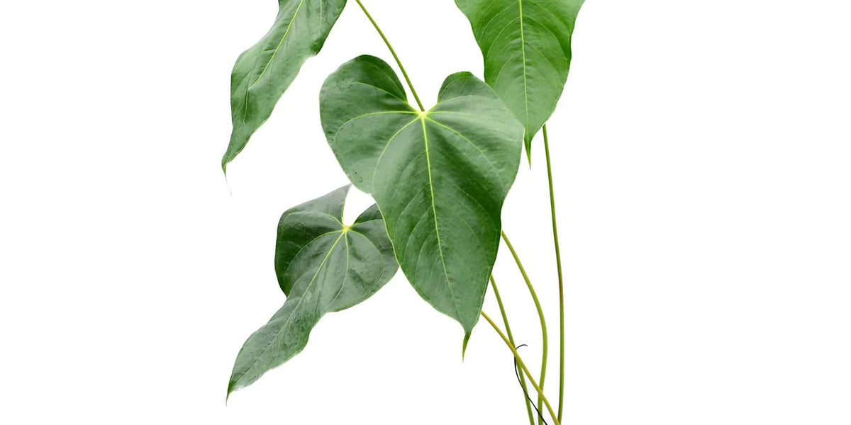 anthurium decipiens for sale Anthurium decipiens cf — Ecuagenera Orquídeas del Ecuador