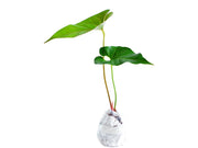anthurium decipiens Anthurium decipiens — Ecuagenera Orquídeas del Ecuador