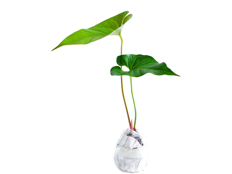 anthurium decipiens for sale Anthurium decipiens