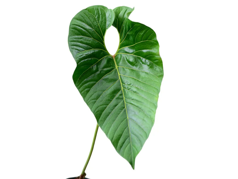 anthurium guadeloupe Anthurium decipiens