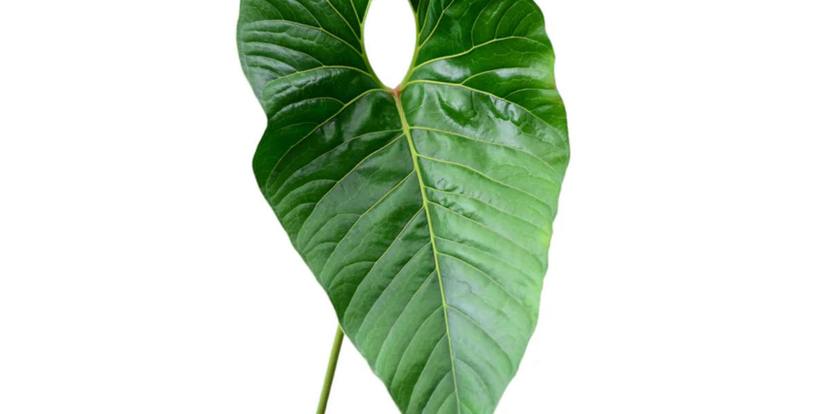 anthurium decipiens vs salgarense Anthurium decipiens