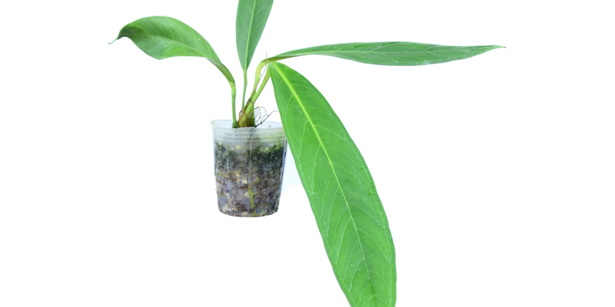 Anthurium decurrens