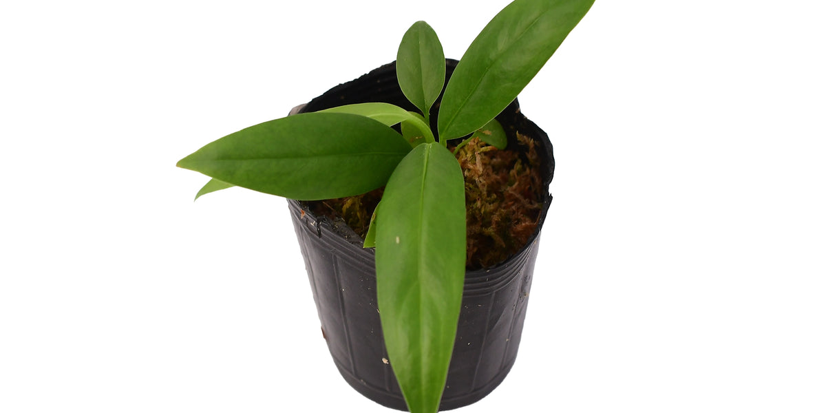 anthurium decurrens Anthurium decurrens (seedling) — Ecuagenera Orquídeas del Ecuador