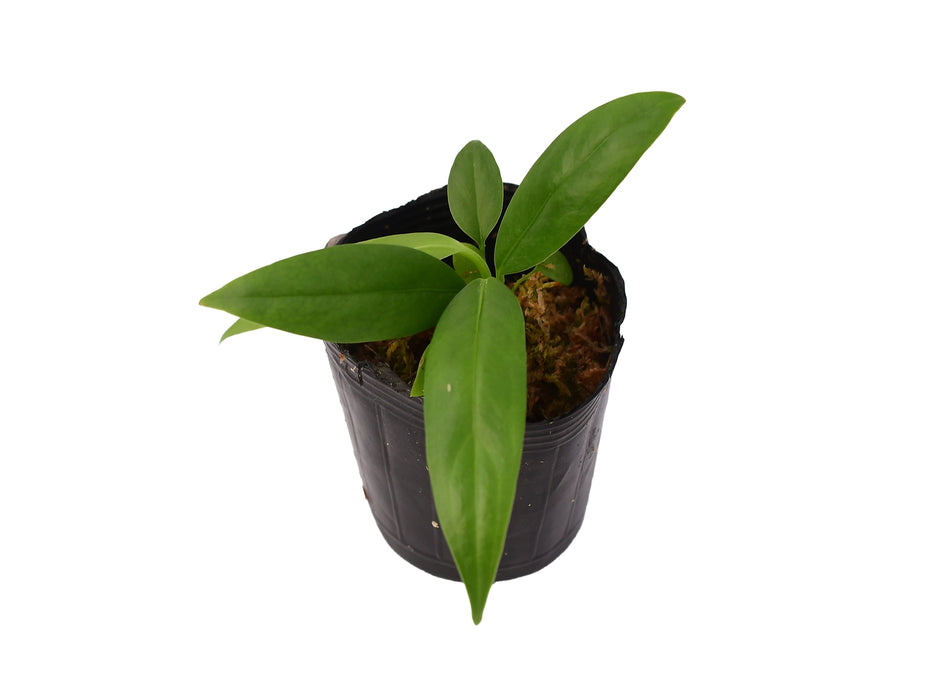 Anthurium decurrens (seedling)